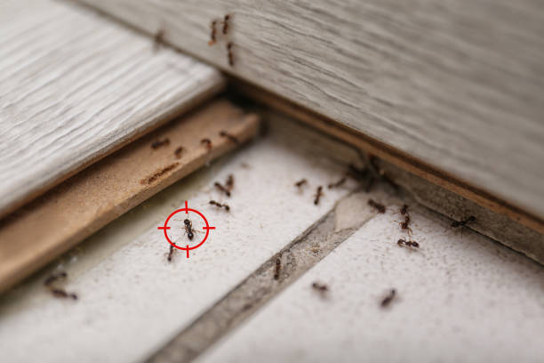 Insect Control in Sinton, TX