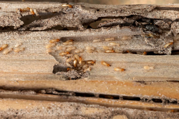 Best Insect Control  in Sinton, TX