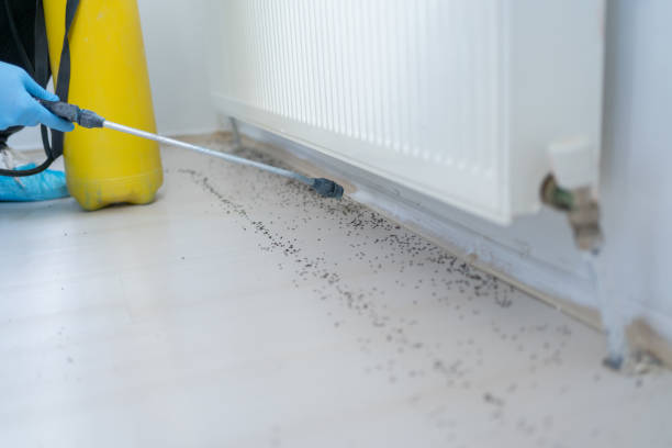 Best Termite Control Services  in Sinton, TX